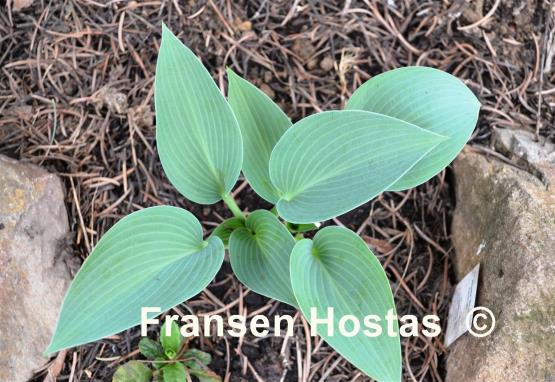 Hosta Blue Cherub